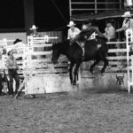 A bronc bucks right out of the chute. Mesquite Rodeo, Mesquite, TX