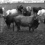 Bulls in the arena at the Mesquite Rodeo. Mesquite, Texas