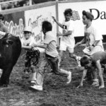 The calf chase is a favorite among kids at the Mesquite Rodeo. Mesquite, TX