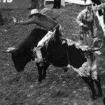 Rodeo bull ride at the Mesquite Rodeo. Mesquite, TX