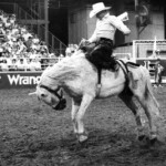 A saddle bronc rider hangs on at the Mesquite Rodeo. Mesquite, TX