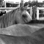 Broncs at the Mesquite Rodeo. Mesquite, Texas