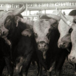 Bulls at the Mesquite Rodeo. Mesquite, Texas